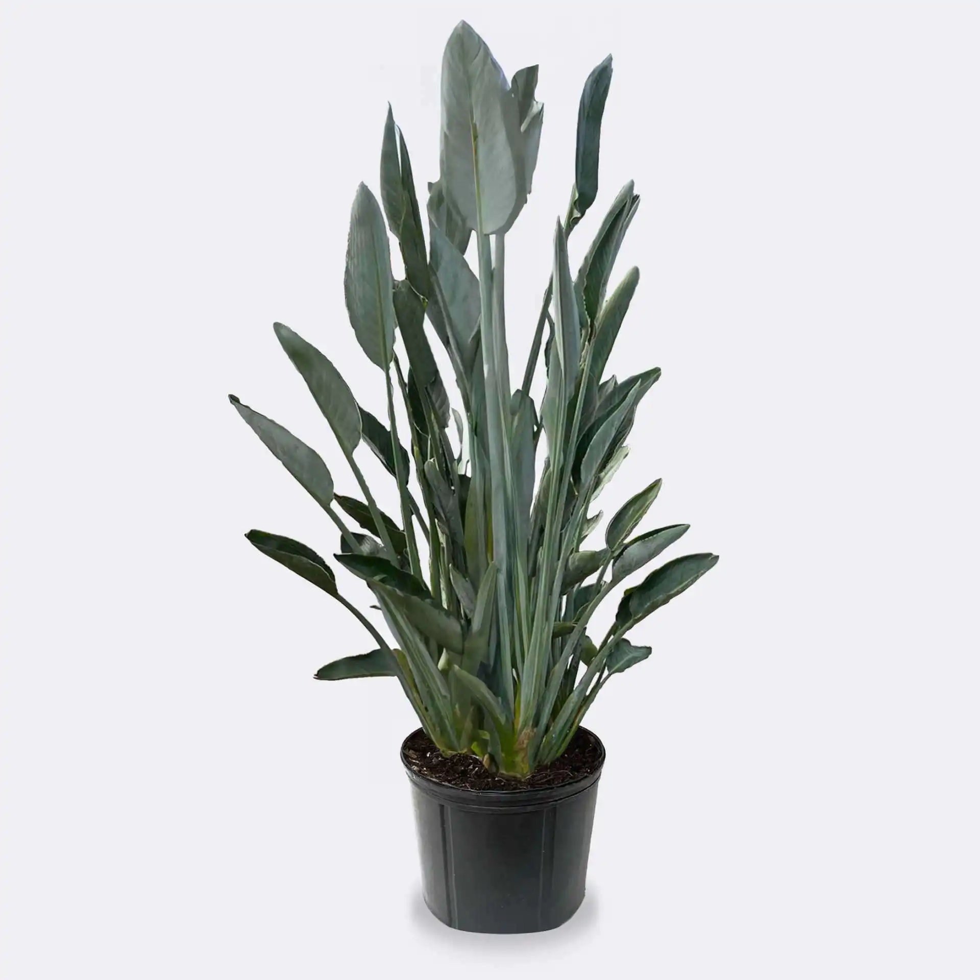 Orange Bird of Paradise