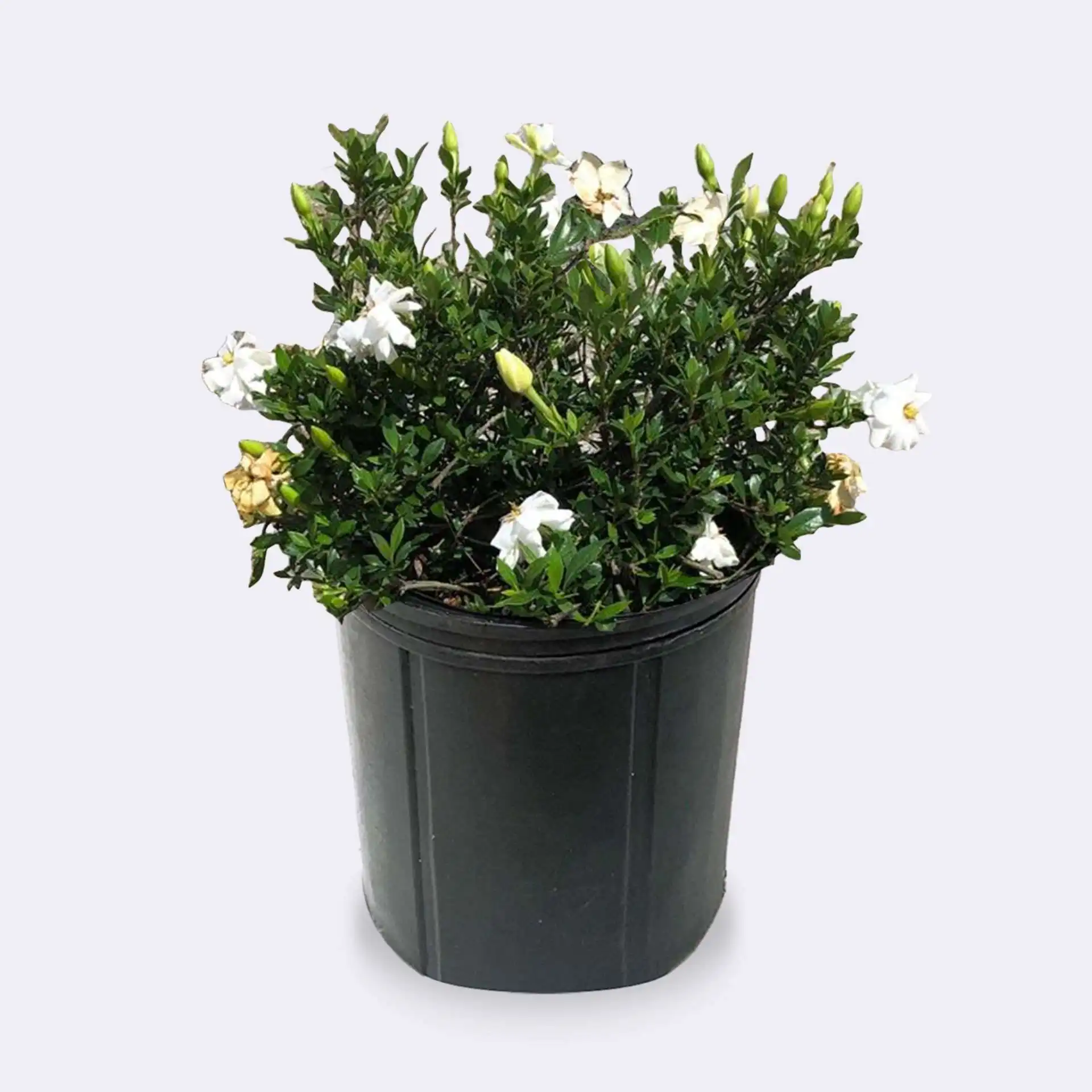 Gardenia Miami Supreme Tree