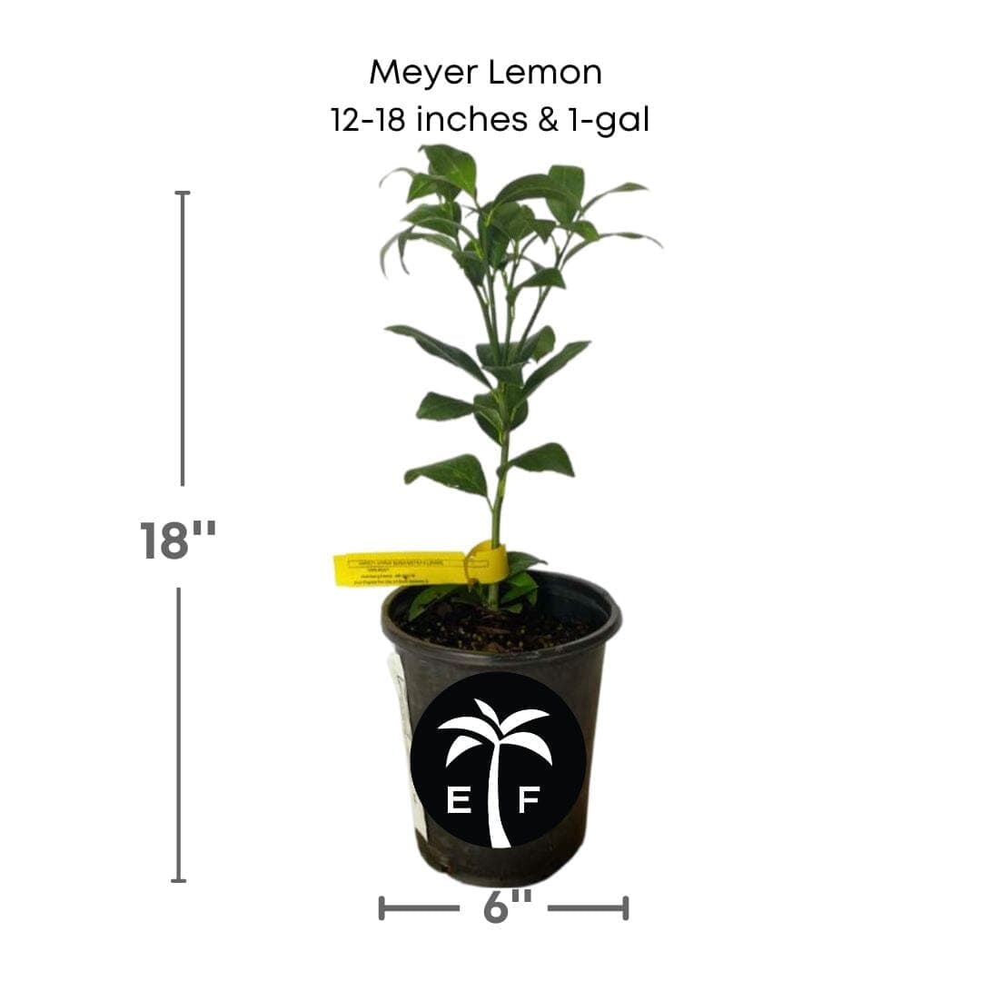 Meyer Lemon