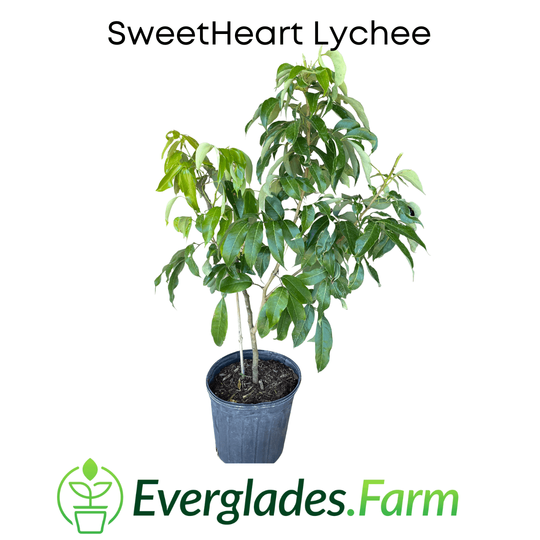 Lychee Tree