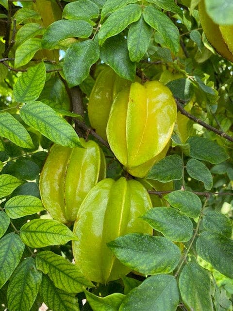 Carambola (Star Fruit)