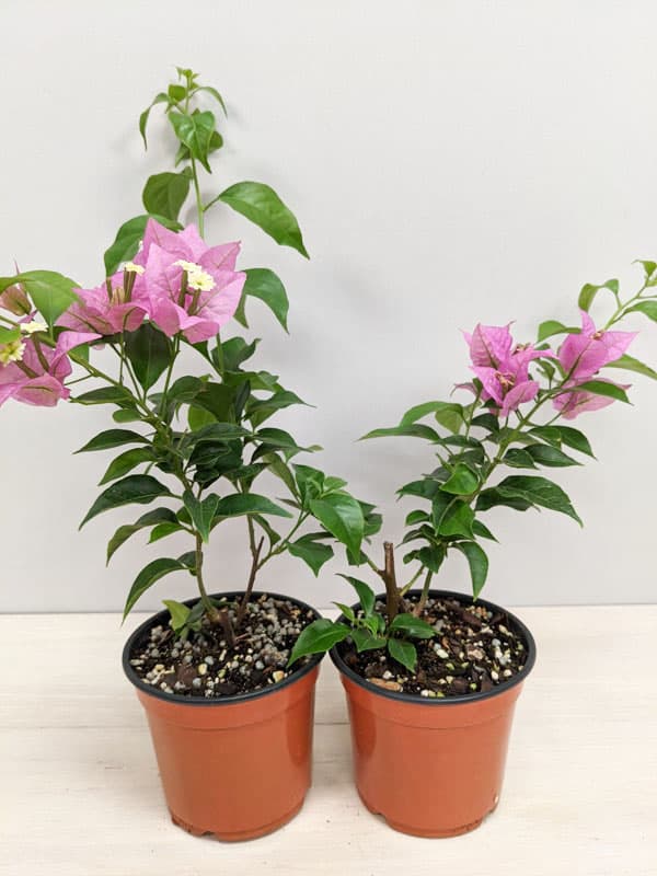 Bougainvillea Red & Purple