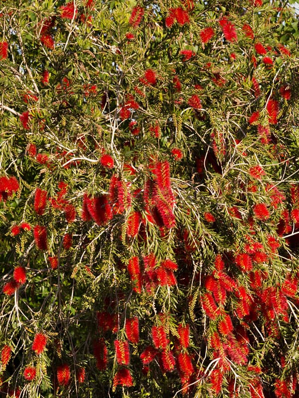 Bottle Brush Tree