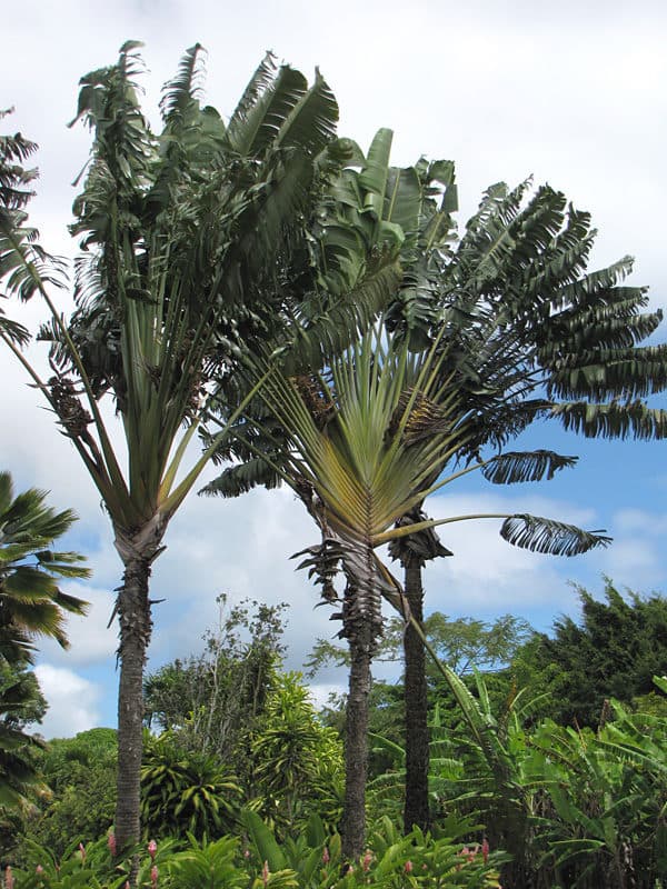 Traveler Palm