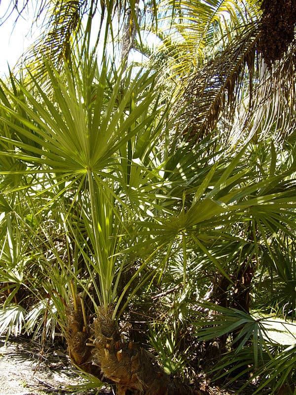 Saw Palmetto