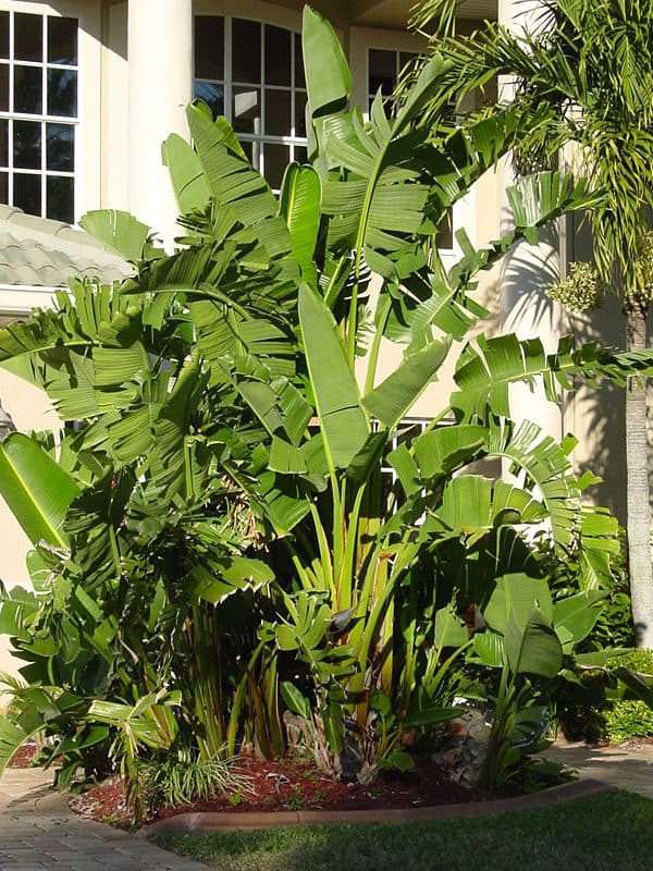 Philodendron Selloum