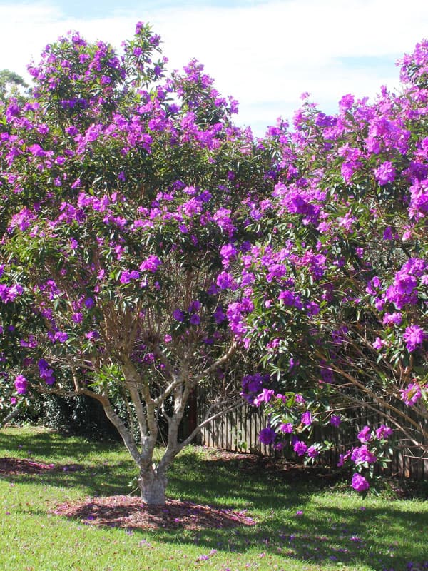 Tibuchina Purple Glory Tree