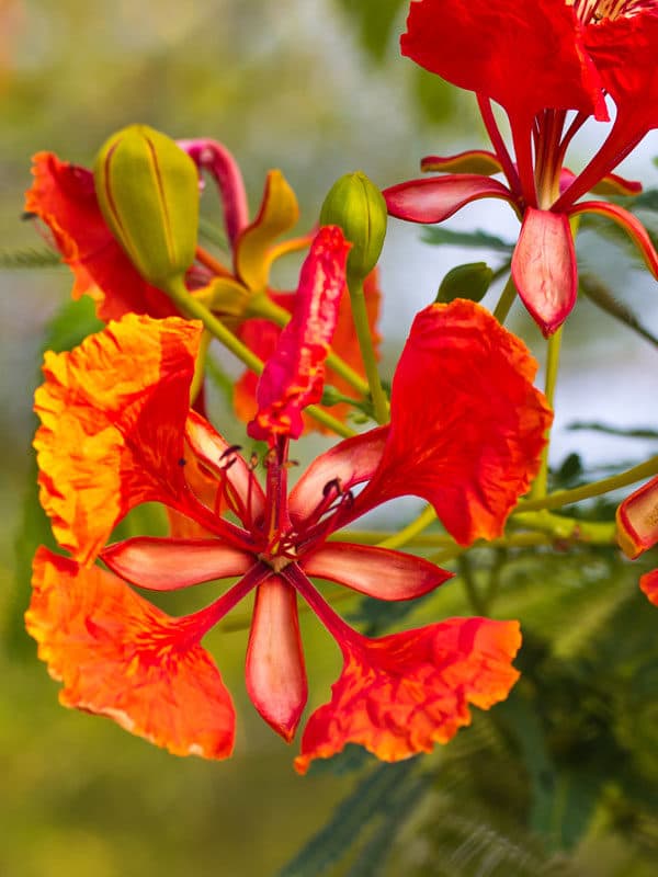Dwarf Royal Poinciana